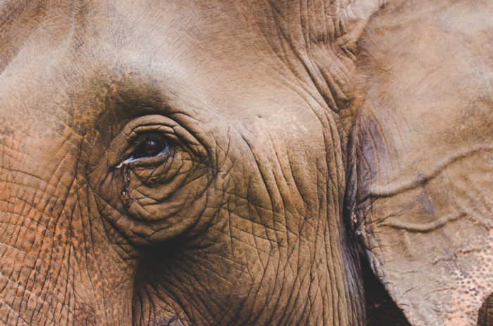 elephant eye and sadness boloven in Laos taken by Milie Del