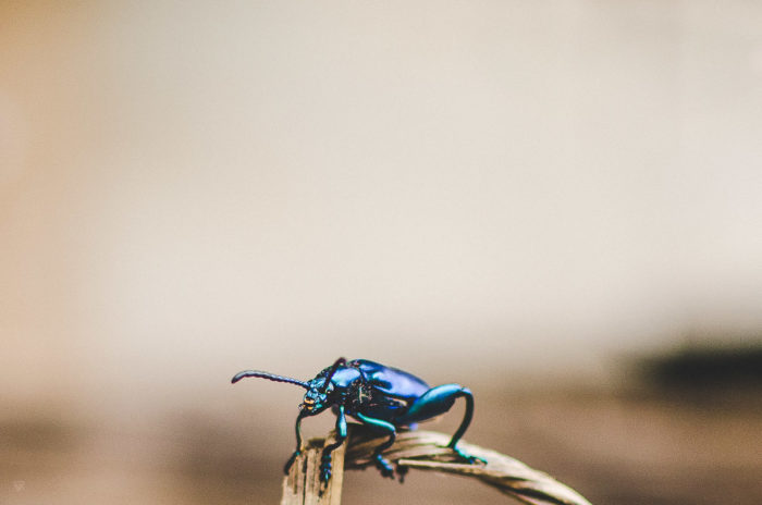 blue beetle macro in boloven in Laos taken by Milie Del