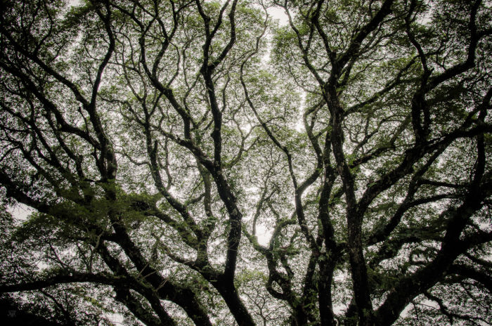 leaves and branchs of a big tree in Laos taken by Milie Del
