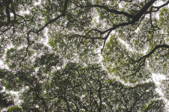 leaves of a big tree in Laos taken by Milie Del