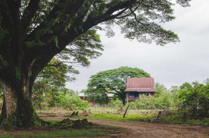 big tree and little house near champassak in Laos taken by Milie Del