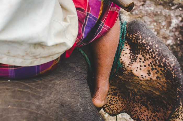 cornac and his elephant in Laos taken by Milie Del