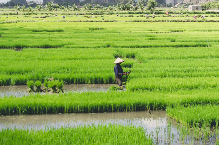 Woman working in the water of a rice field Vietnam taken by Milie Del