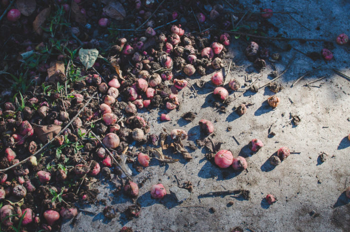 fruits all over the ground in Hanoi Vietnam taken by Milie Del