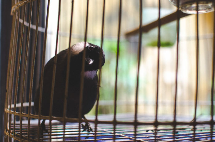 little bird in a cage i want to free in Hanoi Vietnam taken by Milie Del
