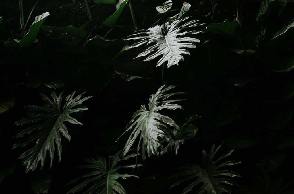 tropical leaves Panama travel photographer Milie Del