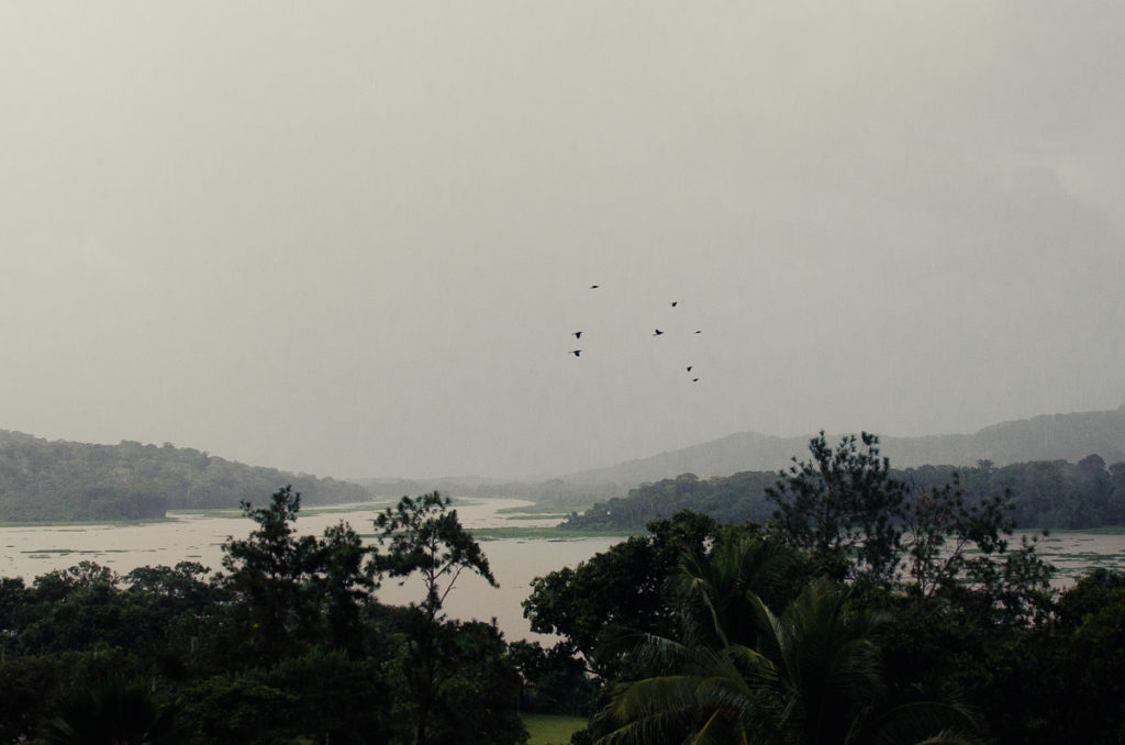 Parrots flying Rio Chagres Panama Canal Gamboa resort