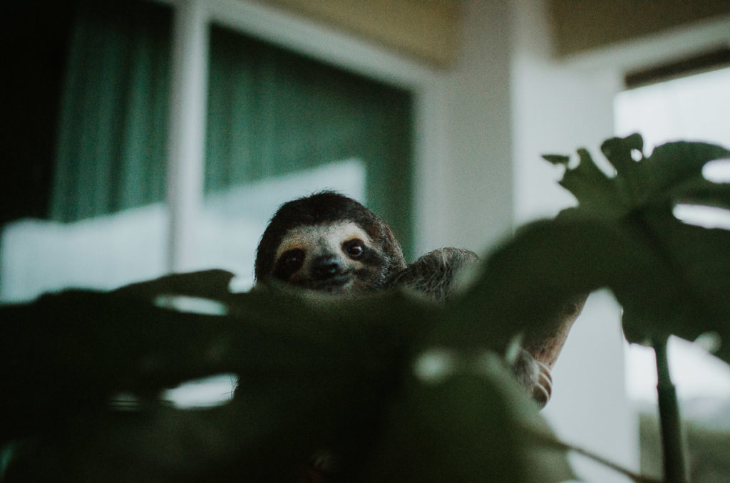Sloth hiding behind leaves Gamboa resort travel photographer Milie Del