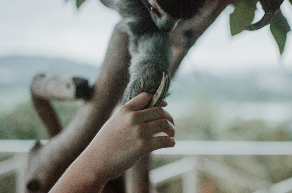 Sloth holding hands Gamboa resort travel photographer Milie Del