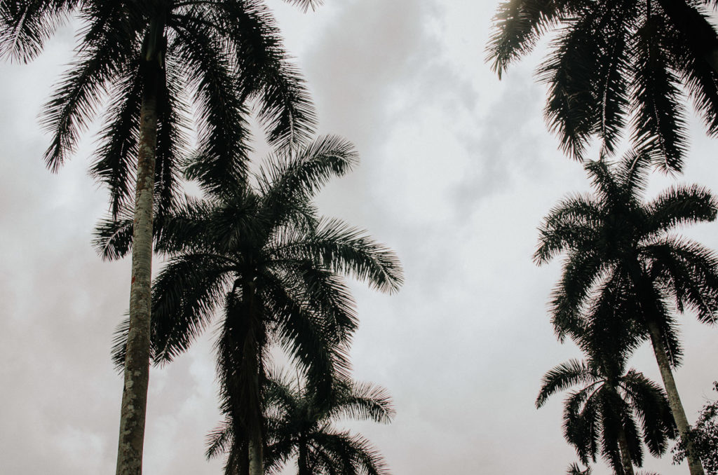Palms alley in Panama city