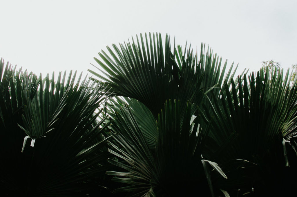 tropical leaves Panama travel photographer Milie Del