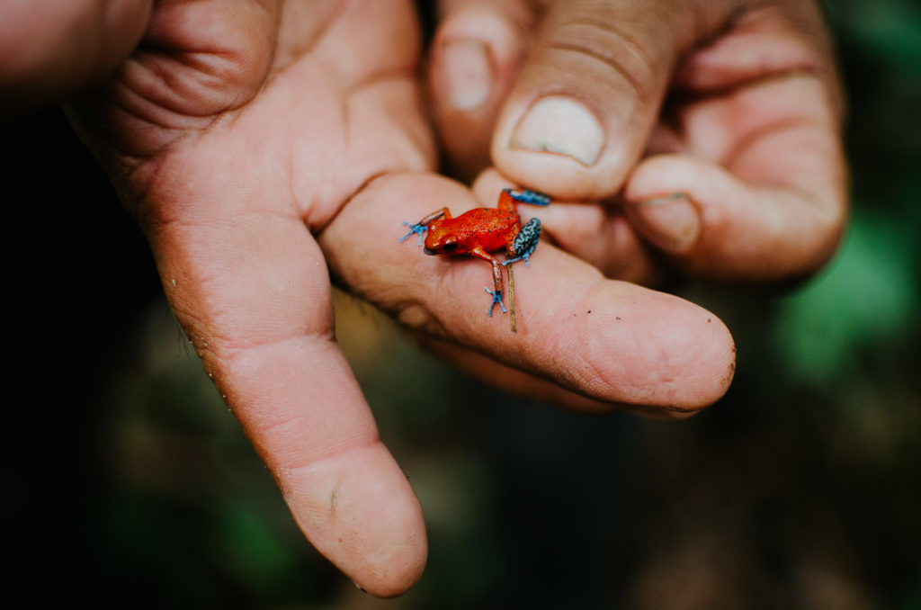 little red frog hand panama milie del travel photographer