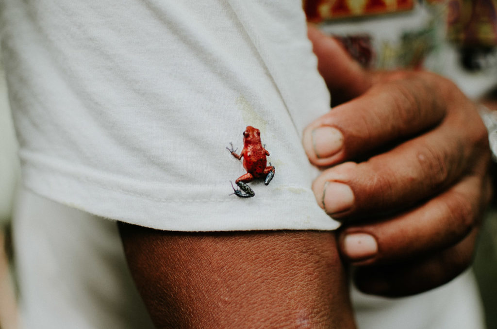 little red frog hand panama milie del travel photographer
