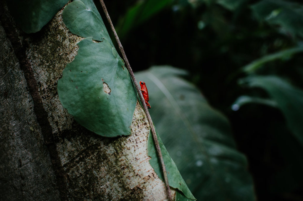 little red frog on a tree in the jungle panama by travel photographer Milie Del