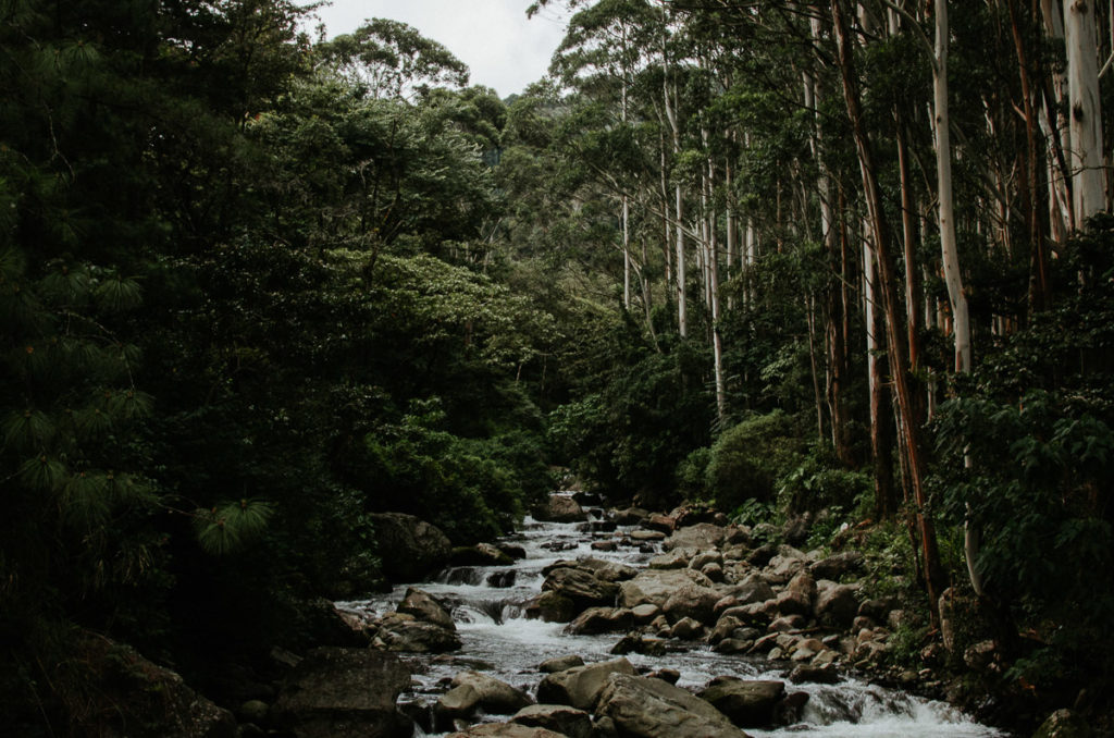 River trees mountains Boquete Panama