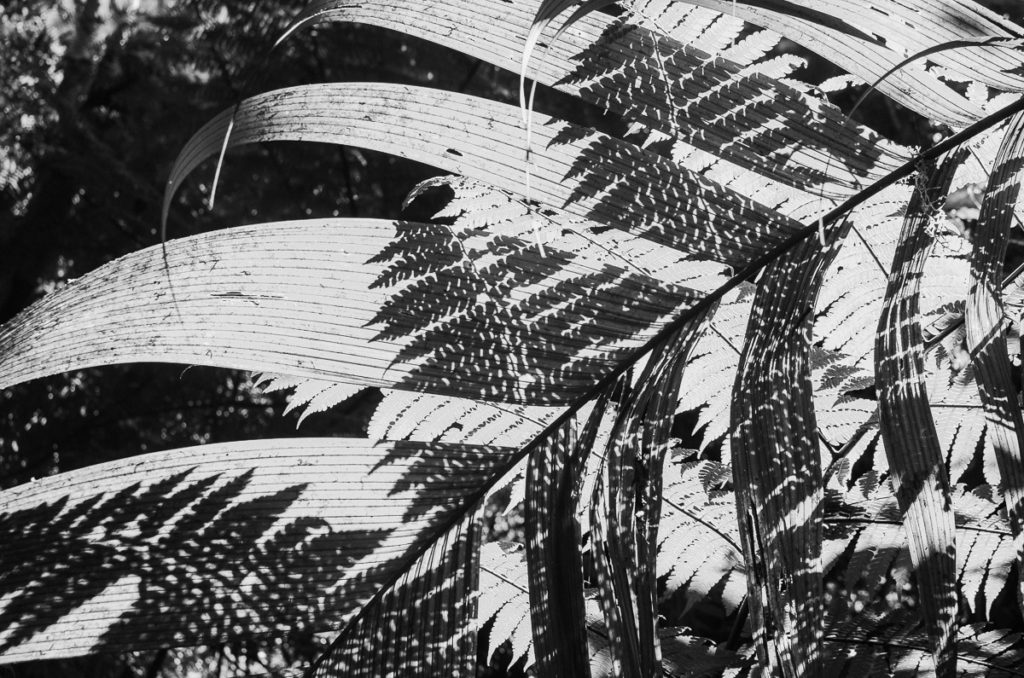 Black and white photographs of tropical leaves at Camino de Cruces National Park