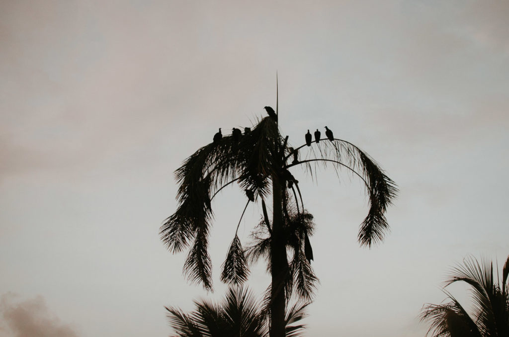 Vultures on a palmtree at sunset near Almirante Panama