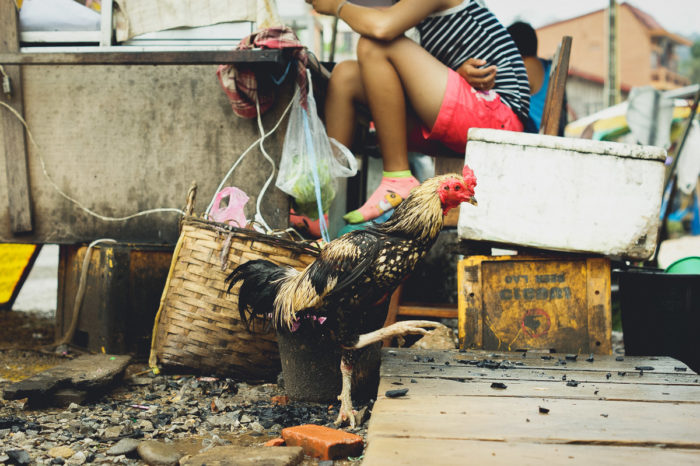 Rooster running and little girl legs in Vang vieng in Laos taken by Milie Del