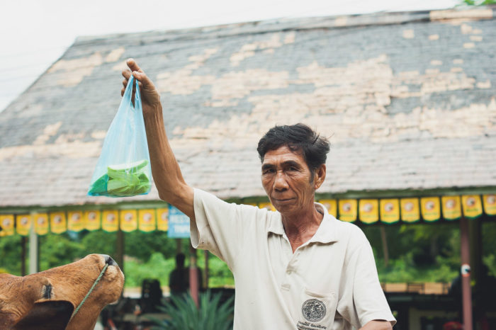 portrait of a Man giving fruits to a cow near Vang Vieng in Laos taken by Milie Del