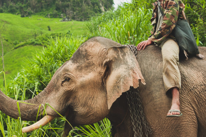 Soldier riding an elephant near Luang prabang in Laos taken by Milie Del