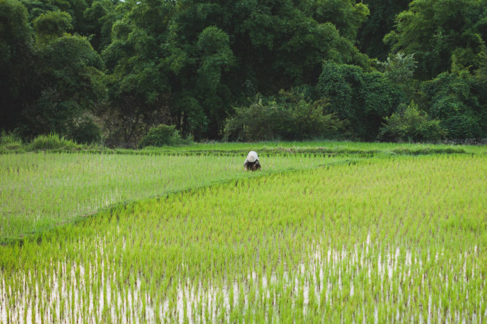 worker in a rice field in Laos taken by Milie Del
