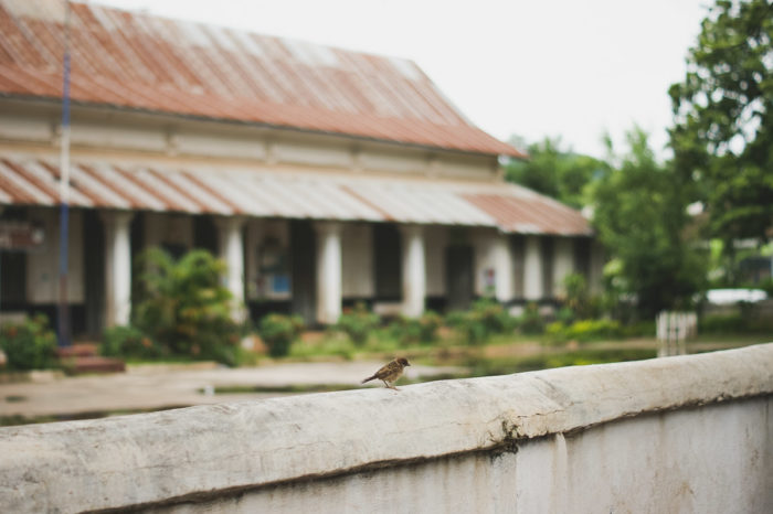 sparrow in front of a school in Luang prabang in Laos taken by Milie Del