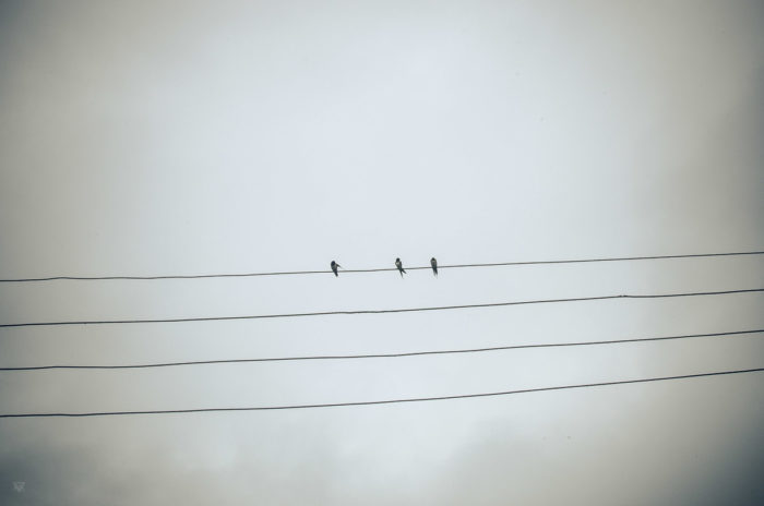 3 swallows in a salt factory under the rain near Vientiane Laos taken by Milie Del Salt of the earth