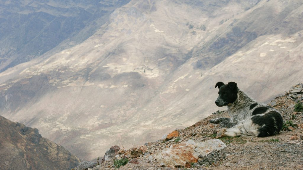 Dog admiring the amazing scenery in the amary community in Peru taken by Milie Del