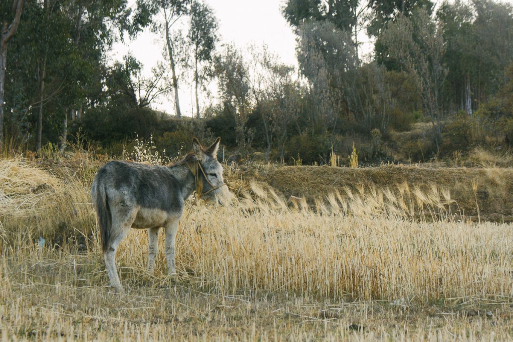 Donkey in a field in the Amaru Community Peru