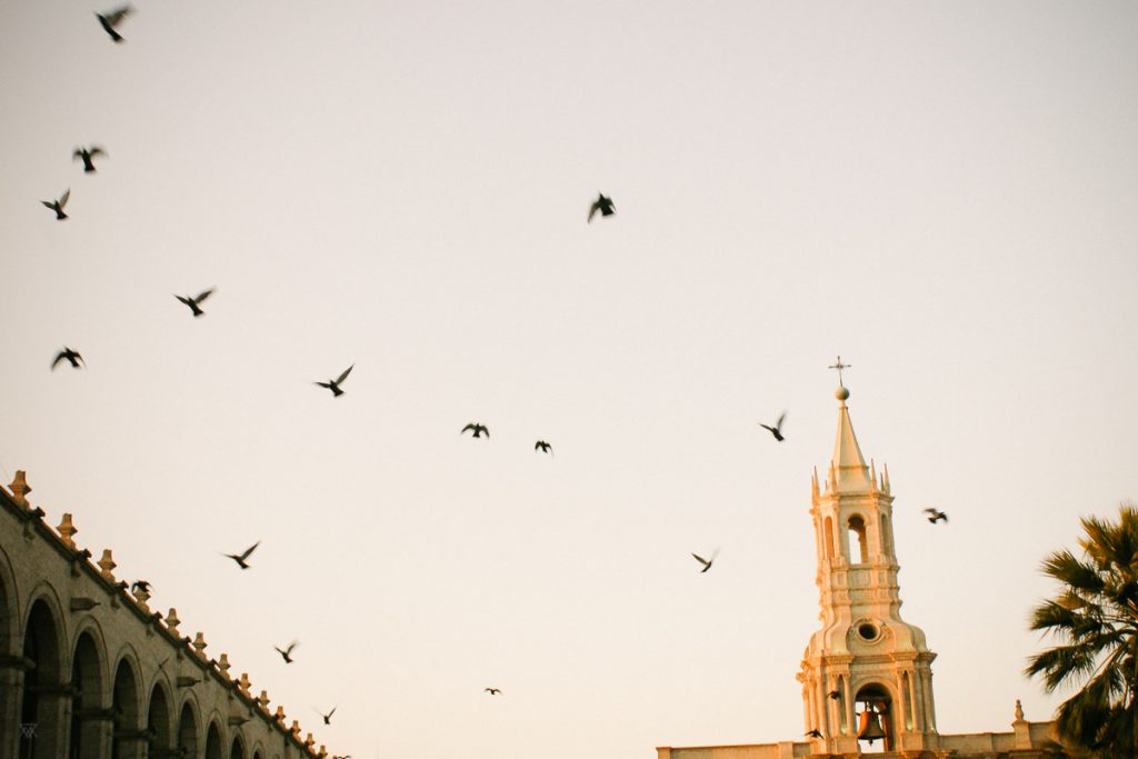 photo flying birds and of the Cathedral in old town arequipa Peru by Milie Del