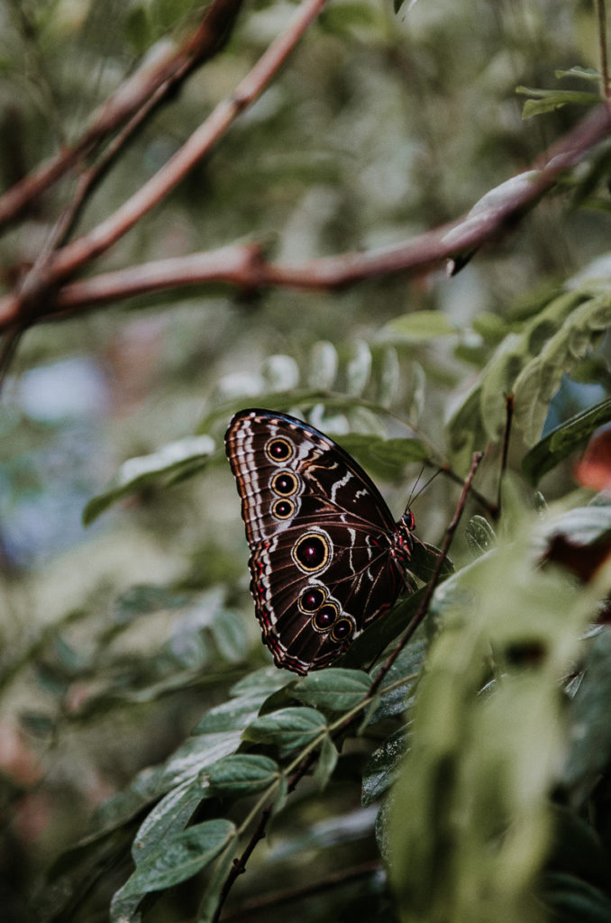butterfly leaves panama national reserve