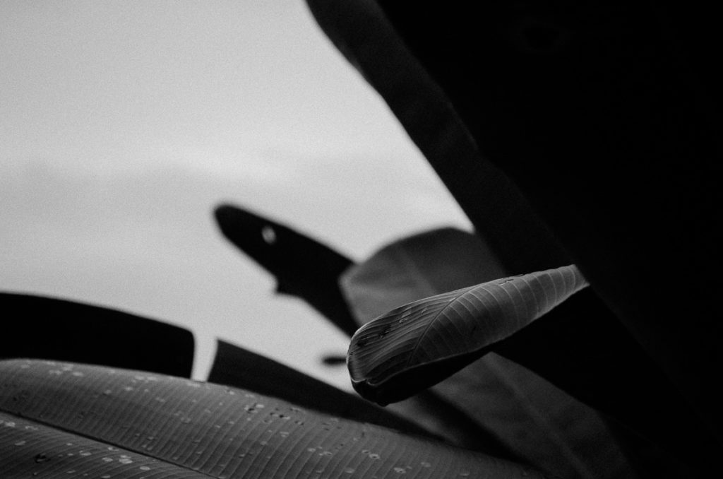 feuilles bananiers noir blanc apres pluie panama