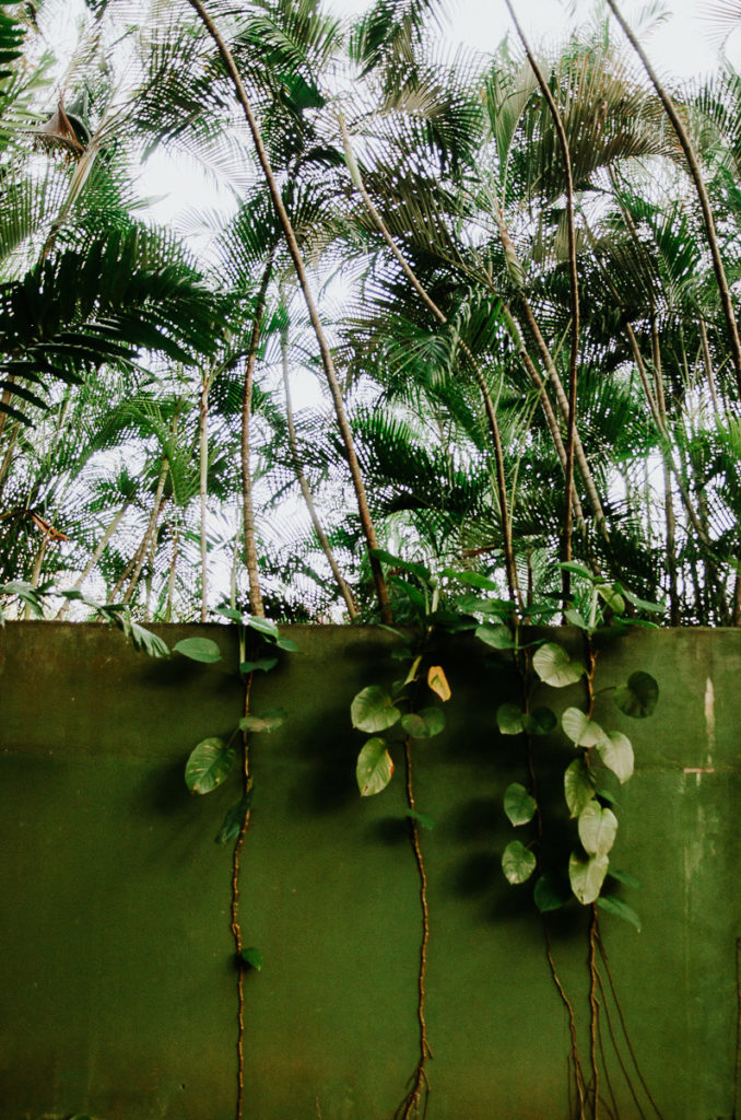 mur vert vegetations panama voyage photographe