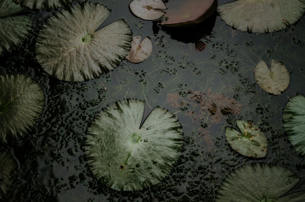 nenuphar leaves rain pond panama