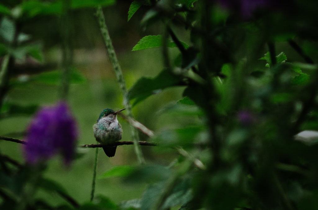 colibri vert blanc posé branche panama
