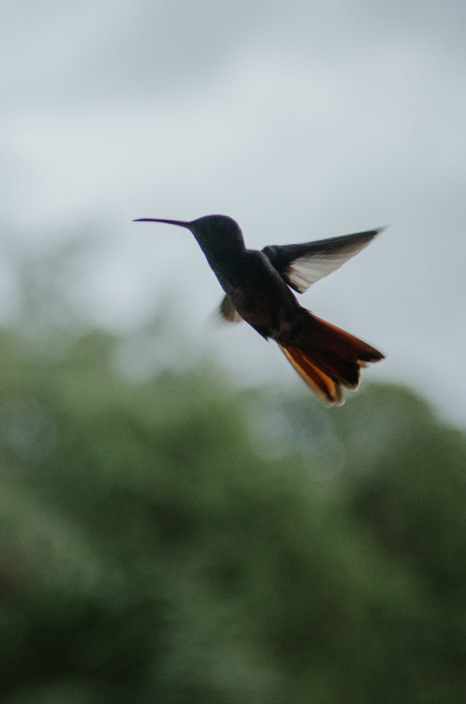 colibris vol ciel panama