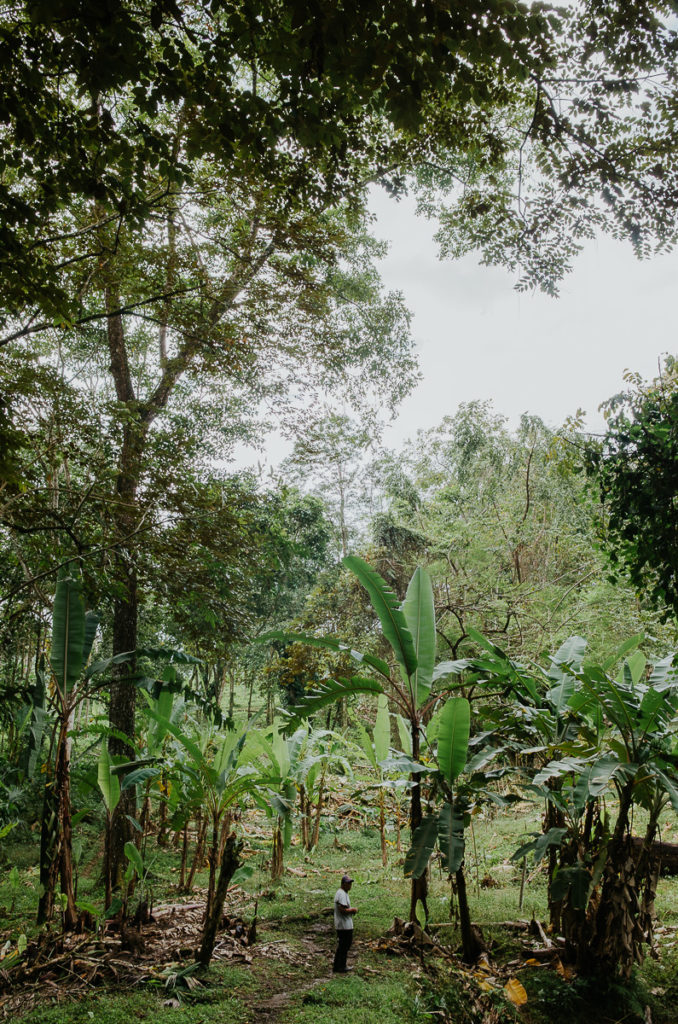 balade guide bananiers panama tropical