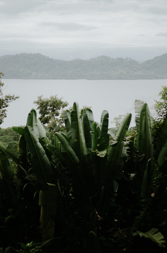 banana leaves landscape laguna mountains