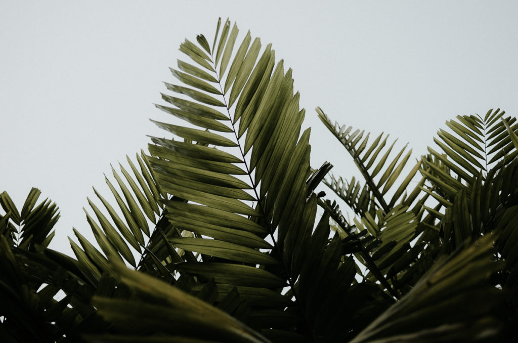 feuilles tropicales ciel panama city