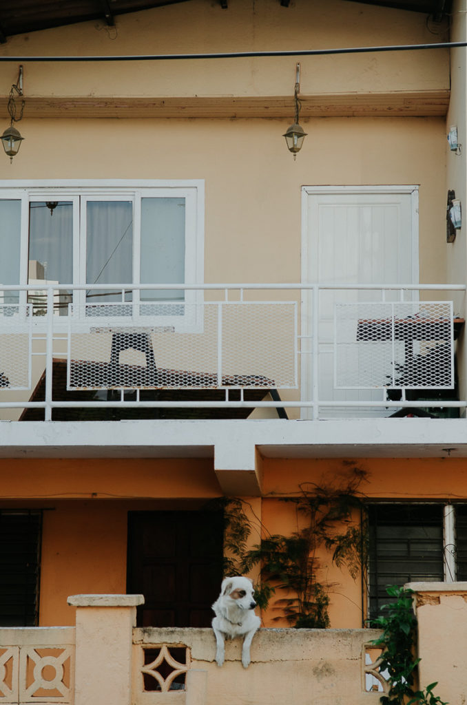 chien regardant rue mur orange photographe voyage