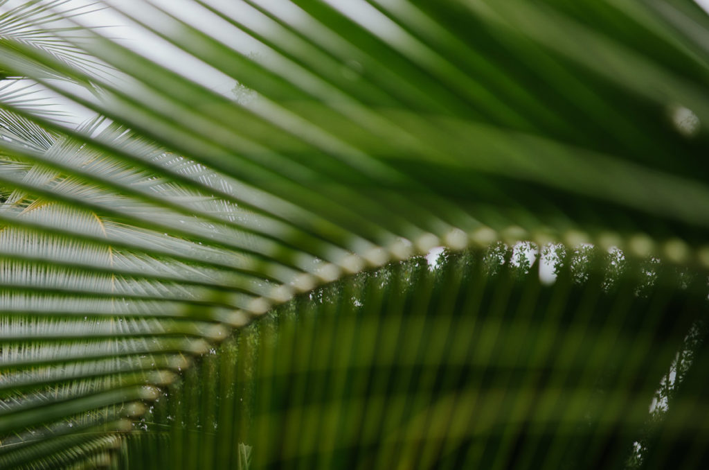 leaves milie del panama tropical diairies