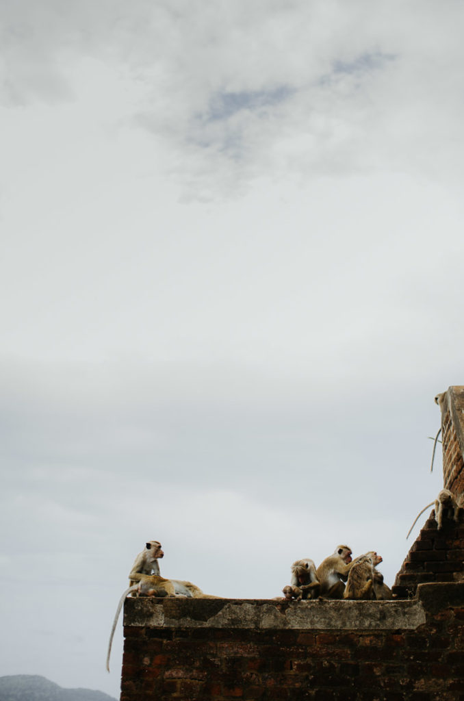 monkey sri lanka lion's rock milie del