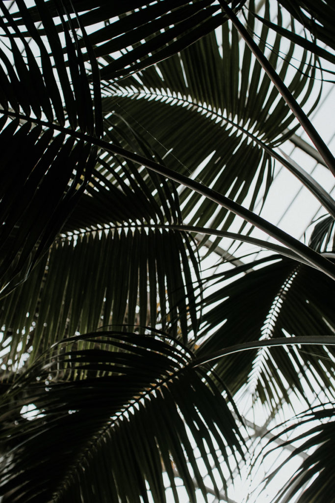 barbican center tropical leaves greenhouse london