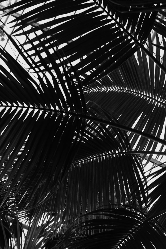 barbican center tropical leaves greenhouse london