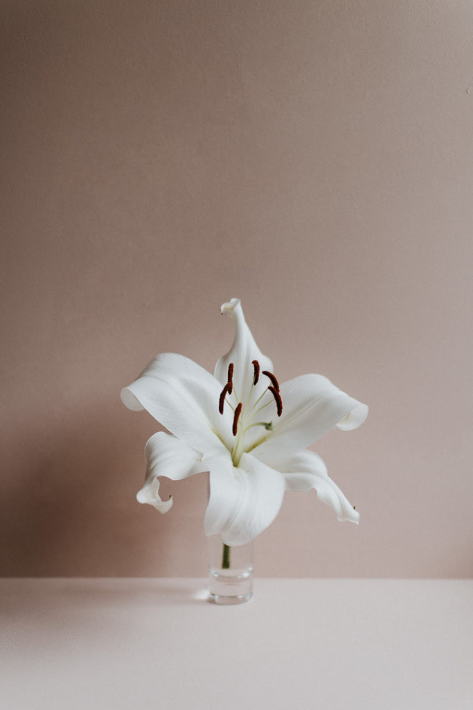White lys studio shoot photograph minimal pink