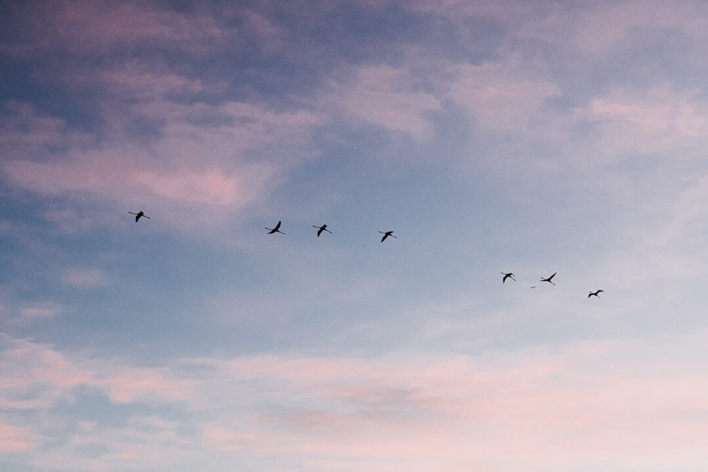 Flamingos flying over wetlands birds  winter