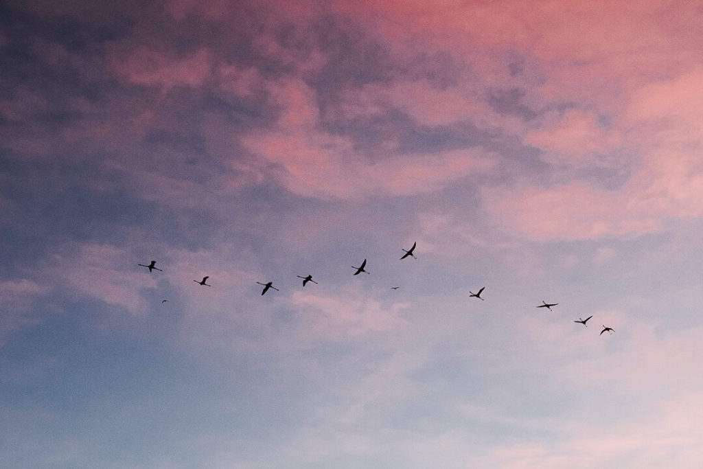 Flamingos flying over wetlands birds  winter