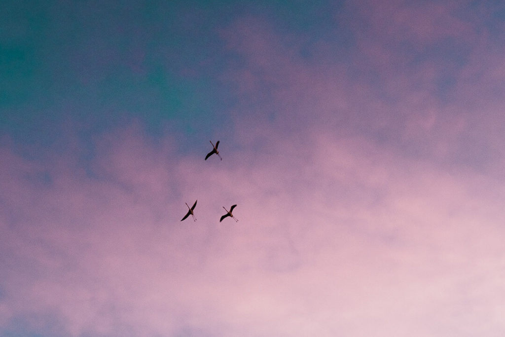 Flamingos flying over wetlands birds  winter