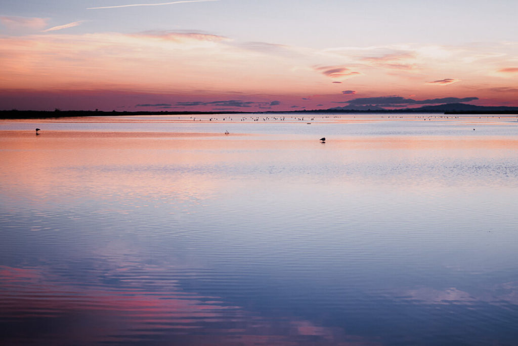 Pink Sunset Wetlands ponds birds migration winter