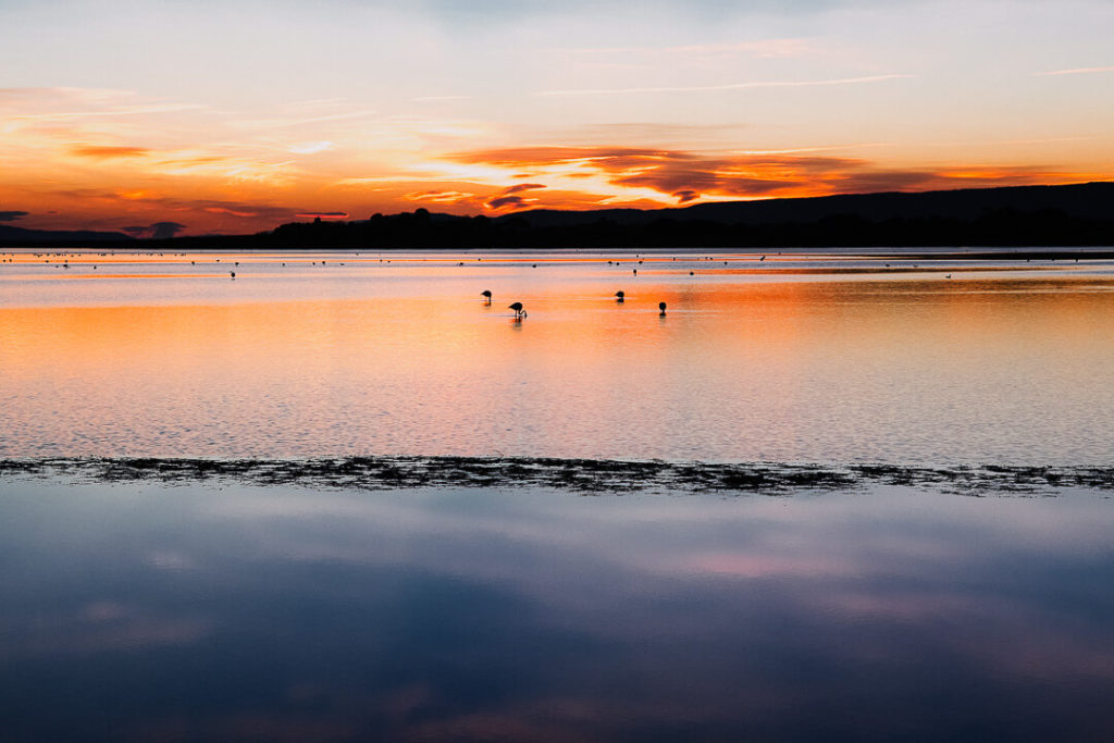 Winter sunset Wetlands Flamingos Montpellier blue